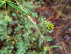 Cyperus plukenetii