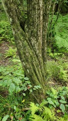 Carpinus caroliniana