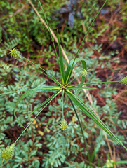 Cyperus plukenetii
