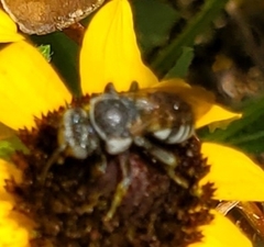 Triepeolus