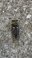 Neotibicen pruinosus