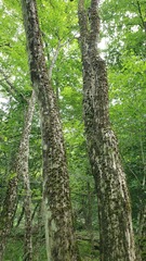 Carpinus caroliniana