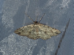 Melanolophia canadaria