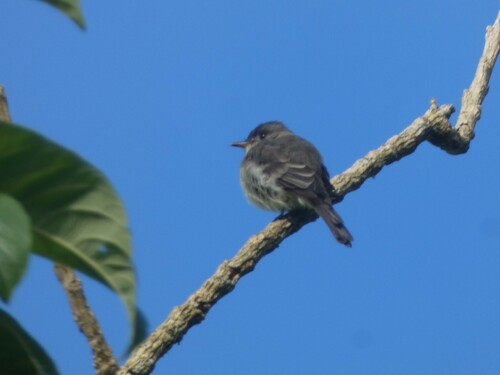 Northern Tropical Pewee (Contopus bogotensis), photo 7
