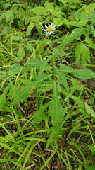 Symphyotrichum prenanthoides