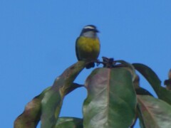 Coereba flaveola