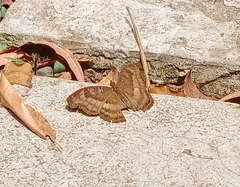 Junonia hedonia