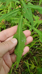 Symphyotrichum prenanthoides