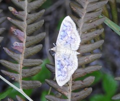 Herpetogramma