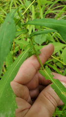 Symphyotrichum prenanthoides