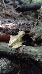 Plectrohyla