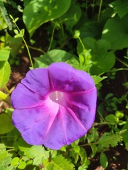 Ipomoea orizabensis orizabensis