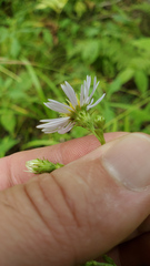 Symphyotrichum prenanthoides