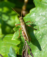 Melanoplus