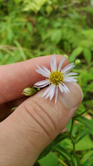 Symphyotrichum prenanthoides