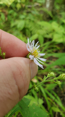 Symphyotrichum prenanthoides