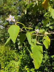 Solanum