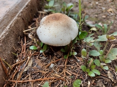 Agaricaceae