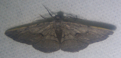 Iridopsis vellivolata