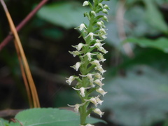 Goodyera