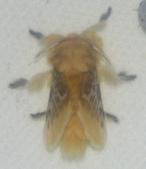 Megalopyge opercularis