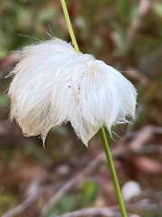 Eriophorum virginicum