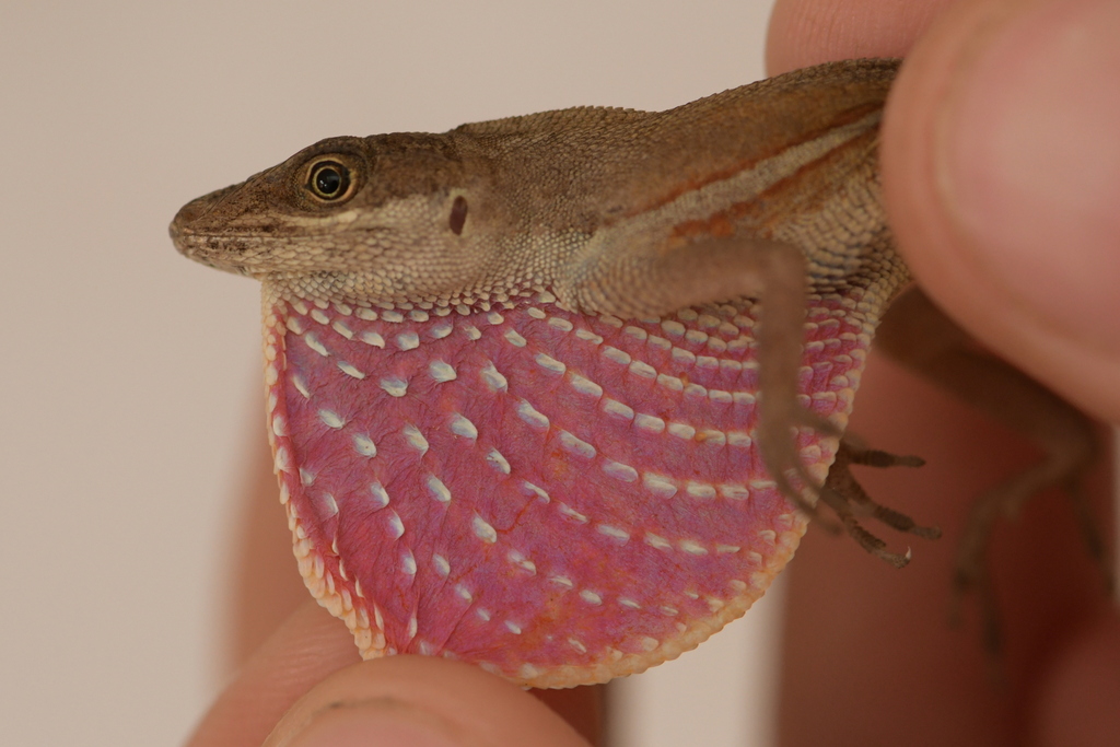 False Clouded Anole