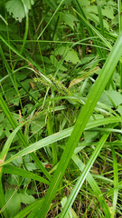 Carex scabrata