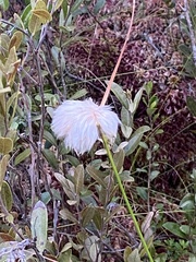 Eriophorum virginicum