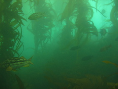 Macrocystis pyrifera