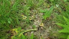 Symplocarpus foetidus