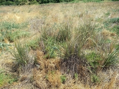 Nitrophila occidentalis