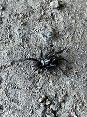 Antrodiaetus pacificus