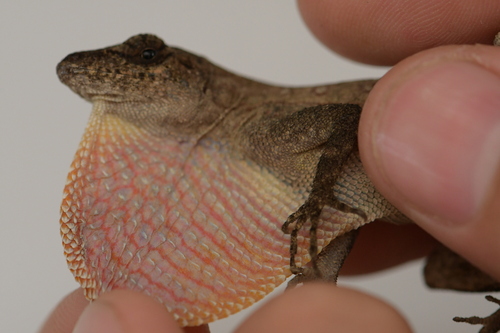 Pacific Anole, Anolis subocularis