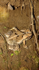 Incilius valliceps