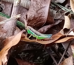 Caryanda spuria