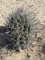 Ferocactus santa-maria