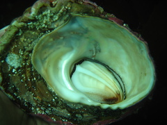 Megastraea undosa