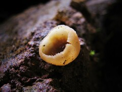 Pezizaceae
