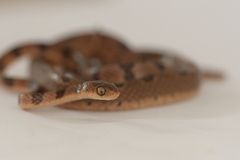 Imantodes gemmistratus