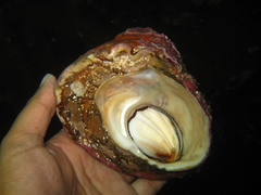 Megastraea undosa