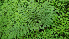 Dryopteris goldieana
