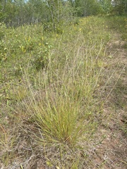 Schizachyrium scoparium