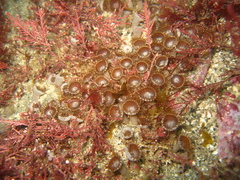 Palythoa mutuki