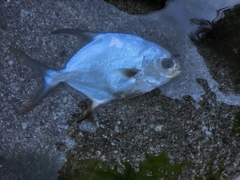 Trachinotus blochii