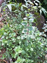 Mentha arvensis