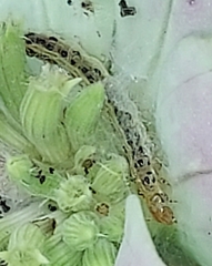 Pyrausta phoenicealis