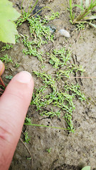 Callitriche palustris