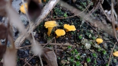 Craterellus ignicolor