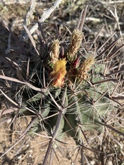 Ferocactus santa-maria